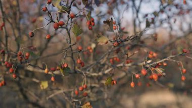 Küçük kırmızı böğürtlenli bir çalı rüzgarda hafifçe sallanıyor. Bulanık arka plan böğürtlen ve dalların doğal güzelliğini vurguluyor, sakin bir sonbahar atmosferini çağrıştırıyor.