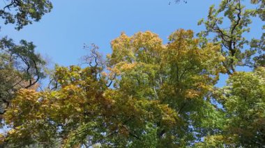 Video, turuncu, sarı ve yeşil tonlarıyla canlı sonbahar yapraklarını yakalar. Beyaz kabuklu uzun ağaçlar açık mavi gökyüzüne karşı kontrastı ekler. Huzurlu bir mevsim manzarası.