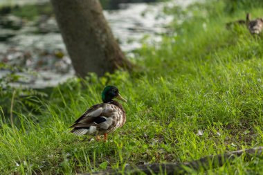 Ördekler yalan söyler ve yeşil çimlerin üzerinde yürür. Ördekler dinlenir ve tüylerini temizler. Güzel ağaçlar ve göl, arka planda nehir. Duck ailesi..