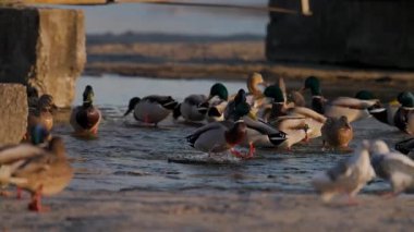 Büyük bir yaban ördeği sürüsü kıyı kenarında toplanarak sığ sularda yüzüyor. Altın güneş ışığı, yoğun bir kış sahnesinde hareket ederken ve etkileşime girerken canlı tüylerini vurgular..