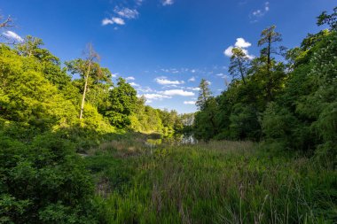 Bereketli yeşillik, uzun otlar ve dağınık beyaz bulutlarla dolu açık mavi bir gökyüzünün altında sık ağaçların arasına yerleşmiş sakin bir yansıtıcı gölet. Huzurlu doğa manzarası.