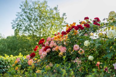 Kırmızı, pembe, sarı ve turuncu güllerle dolu canlı bir gül bahçesi. Çiçekleri çevreleyen yemyeşil yapraklar, açık mavi bir gökyüzü ve ağaçlar güzel, sakin bir yaz arkaplanı oluşturur..