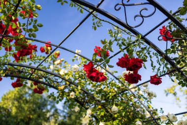 Açık mavi gökyüzüne karşı kırmızı ve beyaz güllerle kaplı güzel bir bahçe kemeri. Demir iskelet zarafet ekler, yemyeşil yapraklar ise doğal ve romantik bir atmosfer yaratır..