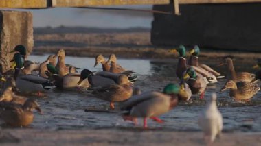 Bir grup yaban ördeği suyun kenarında toplandı. Bazıları yüzerken, bazıları kısmen donmuş bir yüzeyde duruyor. Sıcak altın ışık sudan yansıyarak huzur verici bir sahne yaratır..