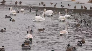 Kuğular ve ördekler kısmen donmuş bir gölde toplanır ve soğuk suda huzur içinde yüzerler. Bulutlu gökyüzü ve buzlu çevre zarif su kuşlarıyla dolu sakin bir kış manzarası yaratıyor..