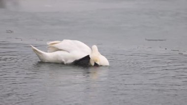 Uzun, kıvrımlı bir boynu olan zarif bir kuğu soğuk bir gölden su içer. Yüzeyde yüzen buzla çevreler sakin. Kuğunun beyaz tüyleri gri suyla tezat oluşturur..