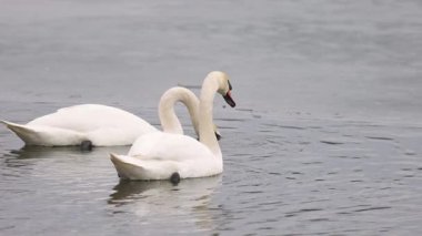 İki zarif kuğu kısmen donmuş bir gölün soğuk sularında süzülüyor. Bir kuğu tüylerini nazikçe yolarken diğeri ileriye bakıyor. Sakin kış sahnesi dalgalanan suya yansıyor..