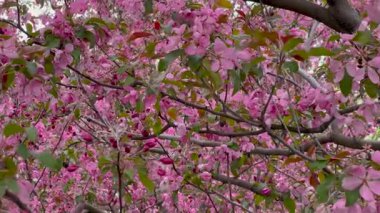 Bir ağaçta canlı pembe çiçeklerin yakın çekimi, rüzgarda hafifçe sallanıyor. Narin taç yaprakları ve yemyeşil yapraklar güzel bir kontrastlık yaratır, baharın özünü tam çiçeklenerek yakalar..