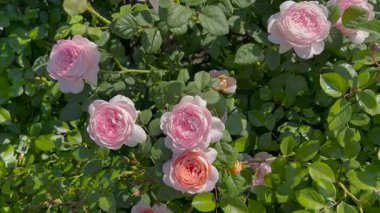 Yumuşak güneş ışığında ince örümcek ağları ve yapraklarla çevrili narin pembe güller. Arka planda ılık, bulanık renklerle, barışçıl ve romantik bir atmosfer yaratan rüya gibi bir bokeh etkisi var..