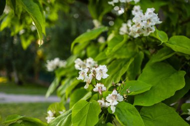 Güzel katalpa çiçeği. Beyaz katalpa çiçekleri ve yeşil yapraklar. Güzel arka plan. Katalpa çiçekleri ve yaprakları rüzgarda sallanıyor.
