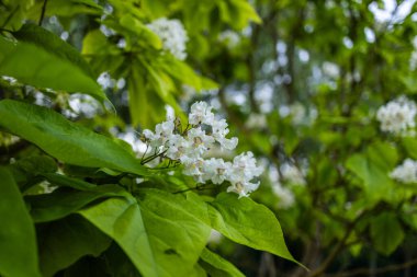 Güzel katalpa çiçeği. Beyaz katalpa çiçekleri ve yeşil yapraklar. Güzel arka plan. Katalpa çiçekleri ve yaprakları rüzgarda sallanıyor.