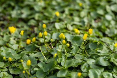 Yeşil yapraklardan oluşan yoğun bir halıdan çıkan parlak sarı çiçekli bir tarla, ilkbahar manzarasını yakalıyor. Tomurcuklar ve çiçekler dik duruyor, yemyeşil yapraklara karşı bir kontrastlık oluşturuyor..