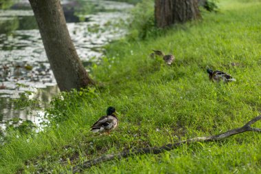 Ördekler yalan söyler ve yeşil çimlerin üzerinde yürür. Ördekler dinlenir ve tüylerini temizler. Güzel ağaçlar ve göl, arka planda nehir. Duck ailesi..