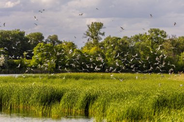 Birçok martı göllerde, nehirlerde ve kanallarda balık avlar. Martılar suyun üzerinde uçar. Martılar zarif bir şekilde suyun yüzeyinde süzülür, kanatları dalgalanan dalgaların üzerinde narin gölgeler bırakır..