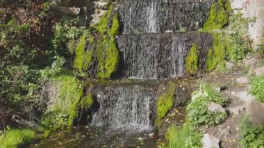 Küçük çağlayan şelale, yemyeşil bitkiler ve dağınık sonbahar yapraklarıyla çevrili yosun kaplı kayaların üzerinden akar. Huzurlu sahne doğal güneş ışığıyla yıkanır..