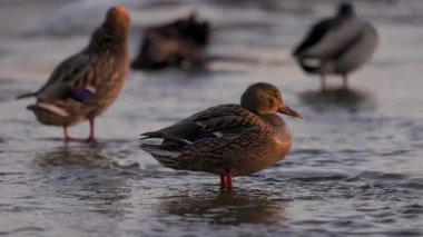 Dişi bir yaban ördeği sığ sularda durur, sıcak güneş ışığında yıkanır. Diğer ördekler, biraz bulanık odaklanırlar, dinlenirler ve arka planda yaşarlar. Kuşun turuncu perdeli ayakları etrafında hafif dalgalanmalar oluşur..