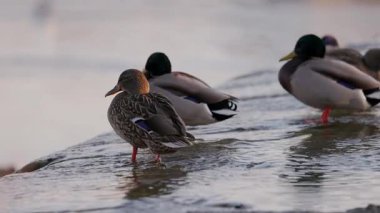 Dişi bir yaban ördeği sığ sularda durur, sıcak güneş ışığında yıkanır. Diğer ördekler, biraz bulanık odaklanırlar, dinlenirler ve arka planda yaşarlar. Kuşun turuncu perdeli ayakları etrafında hafif dalgalanmalar oluşur..