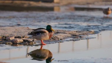 Erkek bir yaban ördeği sığ bir nehir kıyısında duruyor, canlı yeşil kafası ve suyun yumuşak dalgalarıyla çelişen sarı gagası. Sıcak günbatımı, suyun yüzeyine yansıyor..