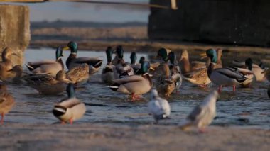 Büyük bir yaban ördeği sürüsü kıyı kenarında toplanarak sığ sularda yüzüyor. Altın güneş ışığı, yoğun bir kış sahnesinde hareket ederken ve etkileşime girerken canlı tüylerini vurgular..