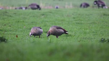 Video, yeşil bir alanda otlayan iki Mısır kazının çimenleri gagaladığını gösteriyor. Bulanık arka planda daha fazla kuş görülebilir, açık bir arazide barışçıl, doğal bir atmosfer yaratır..