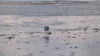 Islak kumlu sahilde, dağınık enkazlarla çevrili yalnız bir martı yürüyor. Sakin dalgalar arka planda yuvarlanıyor, gökyüzünün yumuşak ışığını yansıtıyor. Huzurlu ve sakin bir sahil manzarası.