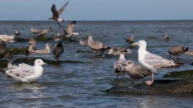Video, deniz kenarında kayaların üzerinde duran ve suda yüzen bir grup martıyı gösteriyor. Bazıları kanatlarını çırparken ya da birbirleriyle etkileşime girerken dinleniyor. Gökyüzü açık.