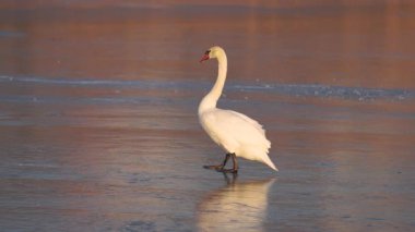 Donmuş bir göl üzerinde zarif beyaz bir kuğu yürür. Yansıması pürüzsüz buz yüzeyinde görülebilir. Günbatımının sıcak altın ışığı soğuk ve sakin kış sahnesine güzel bir kontrastlık ekler..