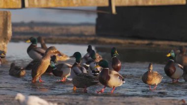 Büyük bir yaban ördeği sürüsü kıyı kenarında toplanarak sığ sularda yüzüyor. Altın güneş ışığı, yoğun bir kış sahnesinde hareket ederken ve etkileşime girerken canlı tüylerini vurgular..