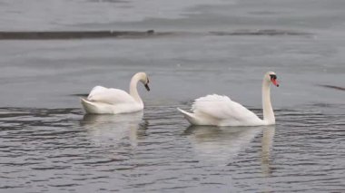 İki zarif kuğu kısmen donmuş bir gölün soğuk sularında süzülüyor. Bir kuğu tüylerini nazikçe yolarken diğeri ileriye bakıyor. Sakin kış sahnesi dalgalanan suya yansıyor..