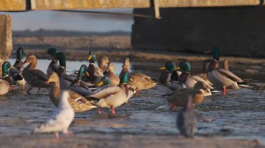 Büyük bir yaban ördeği sürüsü kıyı kenarında toplanarak sığ sularda yüzüyor. Altın güneş ışığı, yoğun bir kış sahnesinde hareket ederken ve etkileşime girerken canlı tüylerini vurgular..