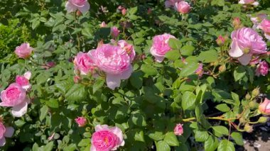 Yumuşak güneş ışığında ince örümcek ağları ve yapraklarla çevrili narin pembe güller. Arka planda ılık, bulanık renklerle, barışçıl ve romantik bir atmosfer yaratan rüya gibi bir bokeh etkisi var..