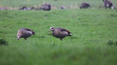 Video, yeşil bir alanda otlayan iki Mısır kazının çimenleri gagaladığını gösteriyor. Bulanık arka planda daha fazla kuş görülebilir, açık bir arazide barışçıl, doğal bir atmosfer yaratır..