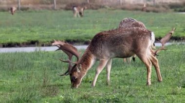 Video, küçük bir derenin yakınındaki yeşil bir tarlada otlayan bir grup geyiği gösteriyor. Bazı geyikler ön planda ot yerken, diğerleri arka planda geziniyor. Huzurlu sahnenin doğal bir yanı var..