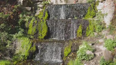 Küçük çağlayan şelale, yemyeşil bitkiler ve dağınık sonbahar yapraklarıyla çevrili yosun kaplı kayaların üzerinden akar. Huzurlu sahne doğal güneş ışığıyla yıkanır..