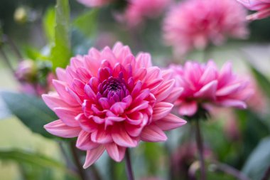 Zarif taç yaprakları ve yemyeşil yapraklarla çiçeklenmiş yakın plan kırmızı yıldız çiçekleri. Çiçekler taze, ayrıntılı ve bulanık doğal bir arka plana çarpıcı, canlı bir bahçe sahnesi yaratıyor..