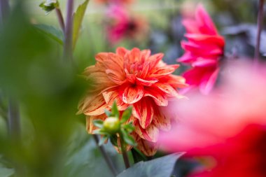 Zarif taç yaprakları ve yemyeşil yapraklarla çiçeklenmiş yakın plan kırmızı yıldız çiçekleri. Çiçekler taze, ayrıntılı ve bulanık doğal bir arka plana çarpıcı, canlı bir bahçe sahnesi yaratıyor..