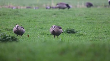 Video, yeşil bir alanda otlayan iki Mısır kazının çimenleri gagaladığını gösteriyor. Bulanık arka planda daha fazla kuş görülebilir, açık bir arazide barışçıl, doğal bir atmosfer yaratır..