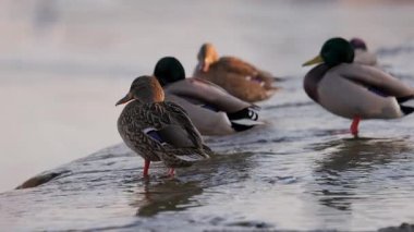 Dişi bir yaban ördeği sığ sularda durur, sıcak güneş ışığında yıkanır. Diğer ördekler, biraz bulanık odaklanırlar, dinlenirler ve arka planda yaşarlar. Kuşun turuncu perdeli ayakları etrafında hafif dalgalanmalar oluşur..