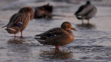 Dişi bir yaban ördeği sığ sularda durur, sıcak güneş ışığında yıkanır. Diğer ördekler, biraz bulanık odaklanırlar, dinlenirler ve arka planda yaşarlar. Kuşun turuncu perdeli ayakları etrafında hafif dalgalanmalar oluşur..