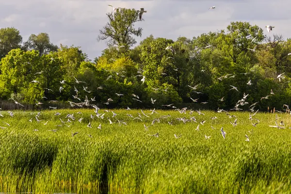 Birçok martı göllerde, nehirlerde ve kanallarda balık avlar. Martılar suyun üzerinde uçar. Martılar zarif bir şekilde suyun yüzeyinde süzülür, kanatları dalgalanan dalgaların üzerinde narin gölgeler bırakır..