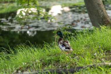 Bir yaban ördeği, nilüfer yapraklı sakin bir göletin yanındaki yemyeşil çimlerin üzerinde duruyor. Güneş ışığı, gölgeli ve sakin doğal ortamda parlak lekeler oluşturarak suyu yansıtır..