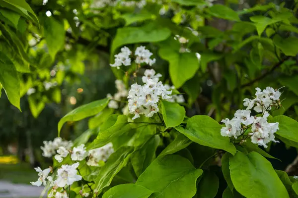 Güzel katalpa çiçeği. Beyaz katalpa çiçekleri ve yeşil yapraklar. Güzel arka plan. Katalpa çiçekleri ve yaprakları rüzgarda sallanıyor.