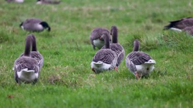 Bir grup grilag kaz yeşil bir tarlada yürüyor, tüyleri rüzgarla dalgalanıyor. Diğer kazlar bulanık zeminde otlar ve dinlenirler, barışçıl ve doğal bir atmosfer yaratırlar..