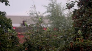 Bir grup parlak yeşil muhabbet kuşu sisli, kentsel bir zemine karşı ağaç dallarına tünemiş. Kuşlar yaprakların arasına dağılmış, sessiz gökyüzü ve arka planla canlı bir kontrast oluşturuyorlar..