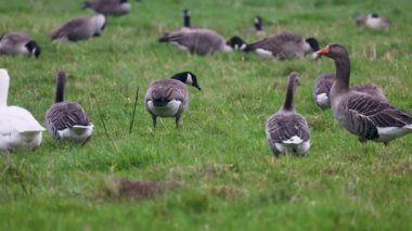 Beyaz bir kaz, yeşil bir tarlada bir grup grilag kazının arasında göze çarpıyor. Arka planda, daha fazla kaz otlayıp dinlenerek, açık kırlarda huzurlu ve doğal bir manzara yaratıyor..