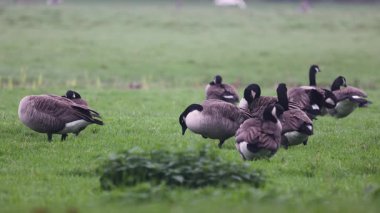 Bir grup Kanada kazları yemyeşil bir alanda dinlenip otluyor. Bazıları tetikte beklerken, bazıları da sisli kırlarda huzurlu bir yaban hayatı manzarası yaratıyor..