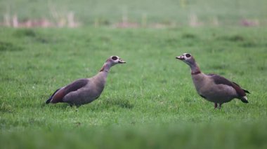 Video, yeşil bir alanda otlayan iki Mısır kazının çimenleri gagaladığını gösteriyor. Bulanık arka planda daha fazla kuş görülebilir, açık bir arazide barışçıl, doğal bir atmosfer yaratır..