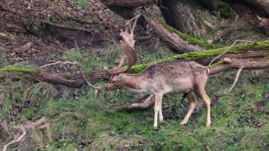Düşen yosunlu ağaçlarla çevrili verimli bir ormanda görkemli bir geyik otluyor. Huzurlu vahşi yaşam sahnesi doğanın güzelliğini ve orman ekosisteminin uyumunu vurgular..