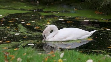 Zarif beyaz bir kuğu, yüzen sonbahar yapraklarıyla çevrili yeşil yosunlarla kaplı bir gölette süzülüyor. Su zarif şeklini yansıtır, doğada huzurlu ve huzurlu bir sahne yaratır..