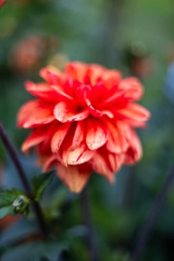 Zarif taç yaprakları ve yemyeşil yapraklarla çiçeklenmiş yakın plan kırmızı yıldız çiçekleri. Çiçekler taze, ayrıntılı ve bulanık doğal bir arka plana çarpıcı, canlı bir bahçe sahnesi yaratıyor..